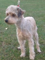 Céline (pudliér)